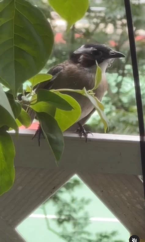 自來雀|為何自來雀被視為吉祥鳥？